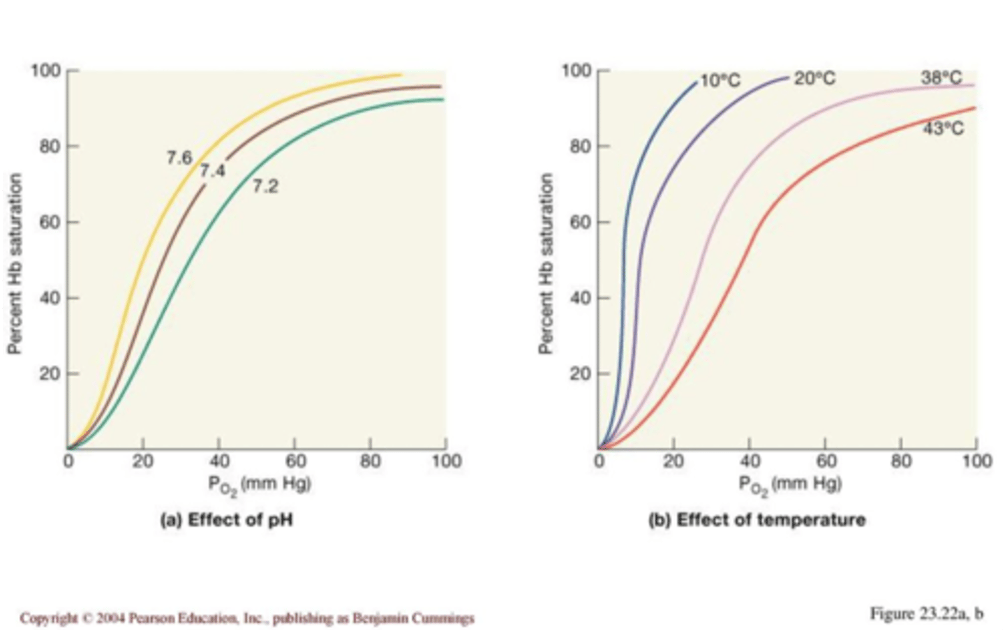 <p>-less binding in acidic and hotter environments</p><p>-more binding in alkaline and cooler environment</p>