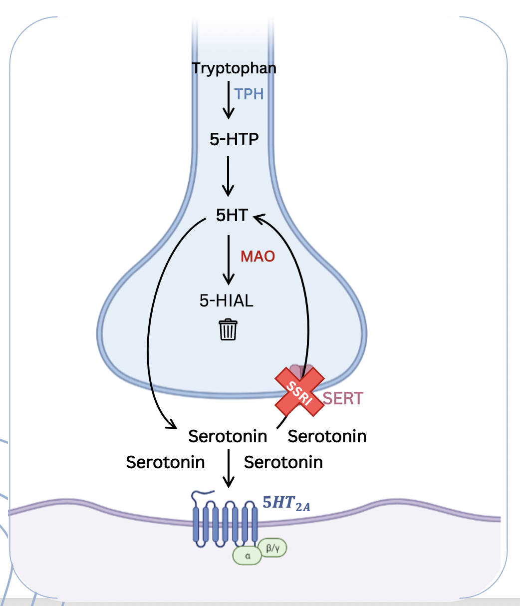 <p>Blocks SERT (serotonin re-uptake tranposters)</p><p>Serotonin will remain in the synaptic cleft for longer</p><p>Leads to repeated activation of 5-HT receptors (post)</p>