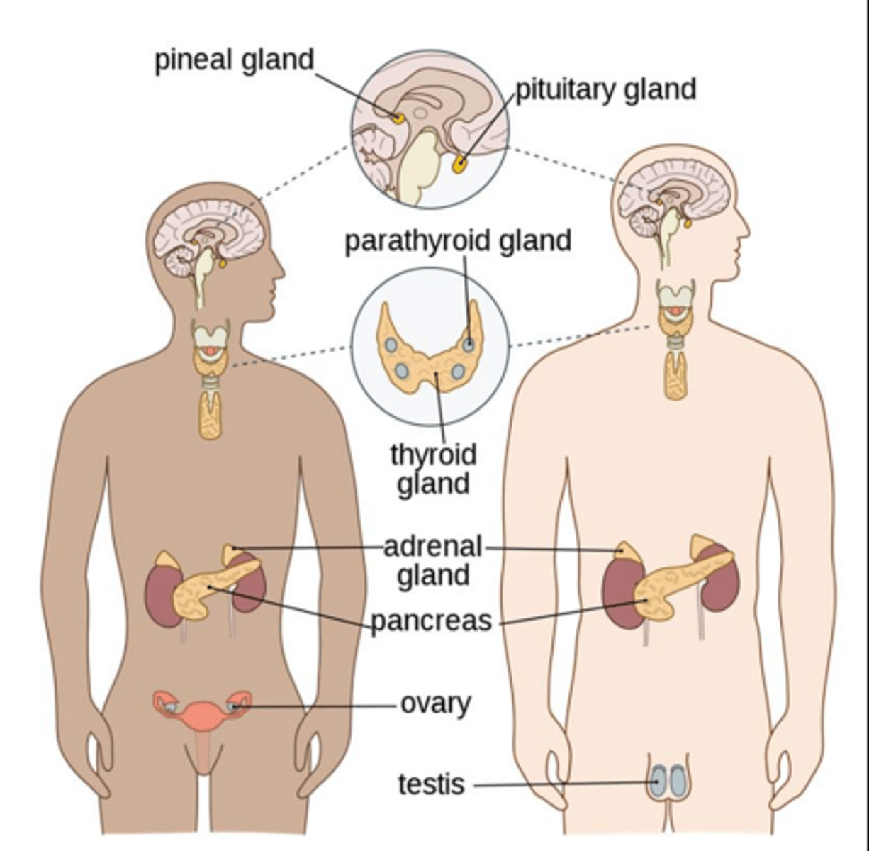 <p>hypothalamus &amp; pituitary, thyroid, adrenal glands, pancreas, reproductive organs (ovaries, testes)</p>