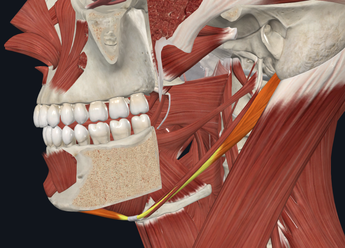 <p><strong>Nombre alterno: X</strong></p><p><strong><mark data-color="yellow" style="background-color: yellow; color: inherit">Orígen:</mark></strong></p><p><mark data-color="yellow" style="background-color: yellow; color: inherit">Vientre anterior: Fosa digástrica de la mandíbula</mark></p><p><mark data-color="yellow" style="background-color: yellow; color: inherit">Vientre posterior: Ranura digástrica de apófisis mastoides</mark></p><p><strong><mark data-color="blue" style="background-color: blue; color: inherit">Inserción:</mark></strong></p><p><mark data-color="blue" style="background-color: blue; color: inherit">Vientre anterio</mark><strong><mark data-color="blue" style="background-color: blue; color: inherit">r</mark></strong><mark data-color="blue" style="background-color: blue; color: inherit">:</mark><strong><mark data-color="blue" style="background-color: blue; color: inherit"> </mark></strong><mark data-color="blue" style="background-color: blue; color: inherit">Tendón intermedio del digástrico (en hioides)</mark></p><p><mark data-color="blue" style="background-color: blue; color: inherit">Vientre posterior: Tendón intermedio del digástrico (en hioides)</mark></p><p><strong><mark data-color="red" style="background-color: red; color: inherit">Acción:</mark></strong></p><p><mark data-color="red" style="background-color: red; color: inherit">Hioides está fijo: Deprime(abre) mandíbula</mark></p><p><mark data-color="red" style="background-color: red; color: inherit">Maxilar está fijo: Eleva el hioides</mark></p><p><mark data-color="red" style="background-color: red; color: inherit">Extiende nuca parcialmente</mark></p><p><strong><mark data-color="purple" style="background-color: purple; color: inherit">Inervación: </mark></strong><mark data-color="purple" style="background-color: purple; color: inherit">Nervio Facial</mark><strong><br><mark data-color="green" style="background-color: green; color: inherit">Relaciones: </mark></strong><mark data-color="green" style="background-color: green; color: inherit">Atraviesa el estilohioideo</mark></p><p><strong>Notas:</strong></p><p>Digástrico</p><p>Suprahioideo</p><p>Deglución y masticación</p>