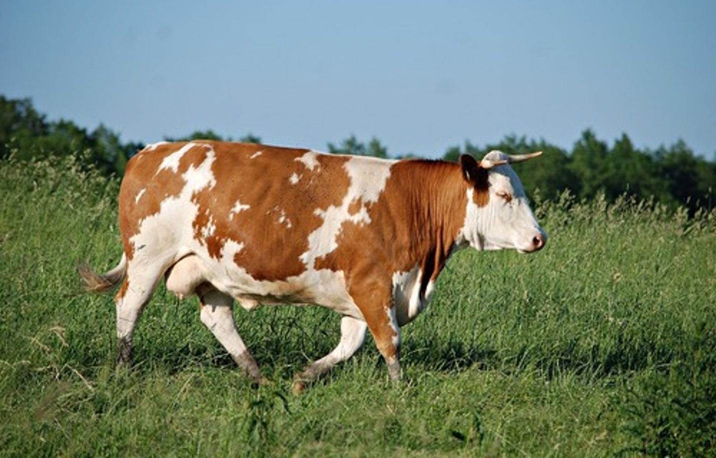 <p>codominance</p>