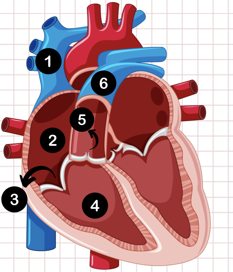 <p>5</p>