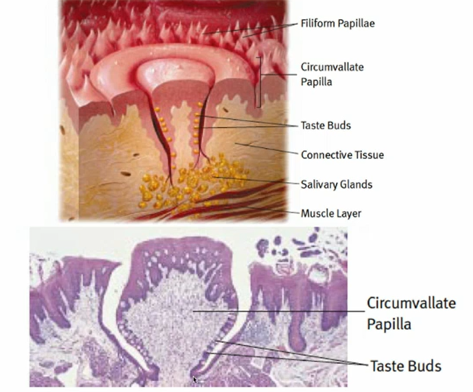 <p>many pores and taste buds per papillae in humans; unlike rats- 1:1</p>