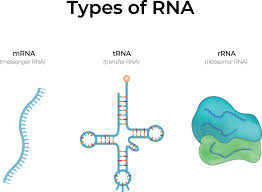 <p>Ribosomal RNA - Makes up ribosome</p>