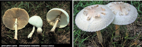 <p>Green-Gilled Lepiota habitat</p>
