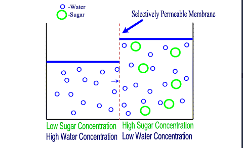 <p>Osmosis (no energy required)</p>
