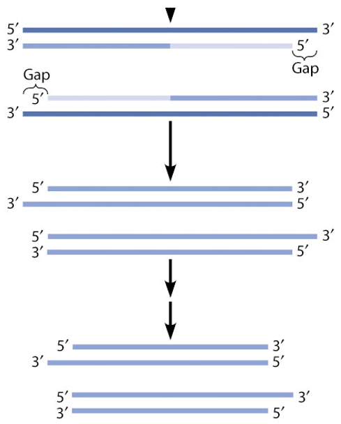 <p>Every time the cell divides (DNA replicates), the primers that were laid are not replaced.</p><p>Fragments of the DNA will get shorter overtime (20bp lost per cell division)</p><p>Can’t remake the entire chromosome on the lagging strand</p>