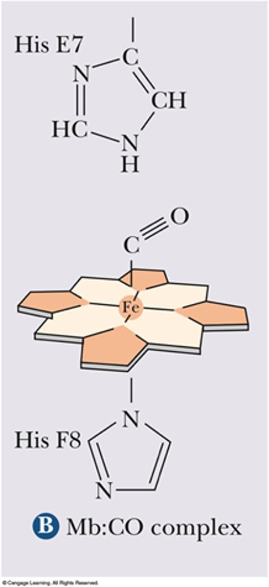 <p>- 4 Nitrogens from Porphyrin</p><p>- The Imidazole Ring of His F8</p><p>- O2</p>