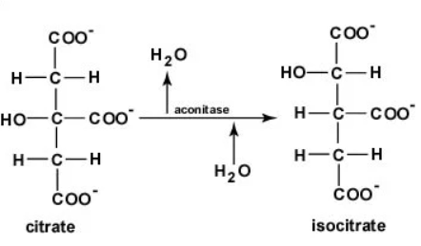 <p>Substrate → Product: Citrate → Isocitrate</p><p>Enzyme: Aconitase</p><p>Other molecules: H₂O removed then added</p><p>Energy intermediates: None</p>
