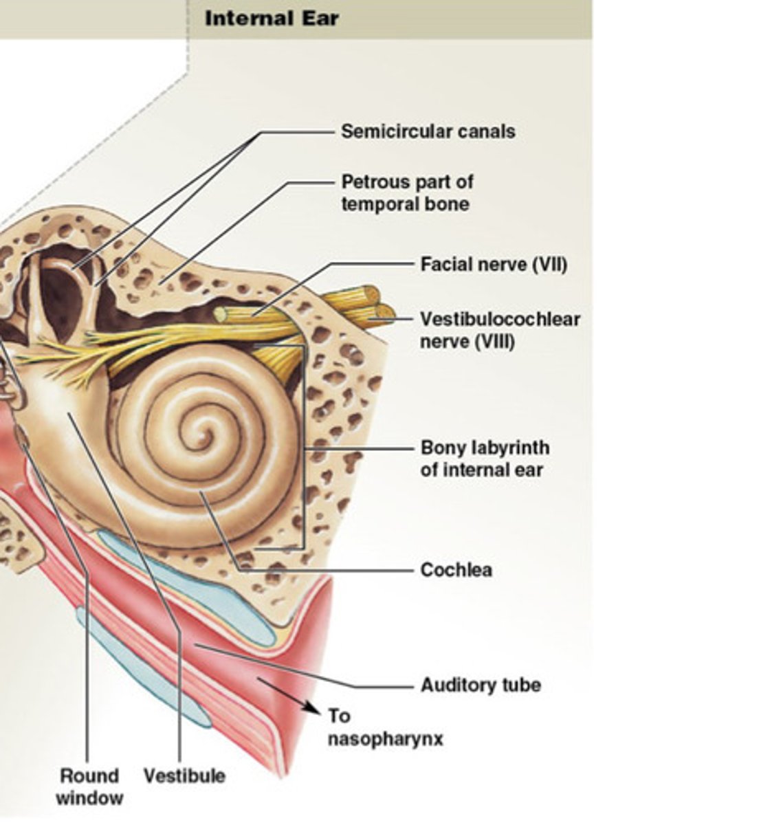 <p>Cochlea, vestiblue, bony chambers, sensory organs for hearing balance, filled with perilymph, membrane labyrinth filled with endolymph (thick liquid).</p>