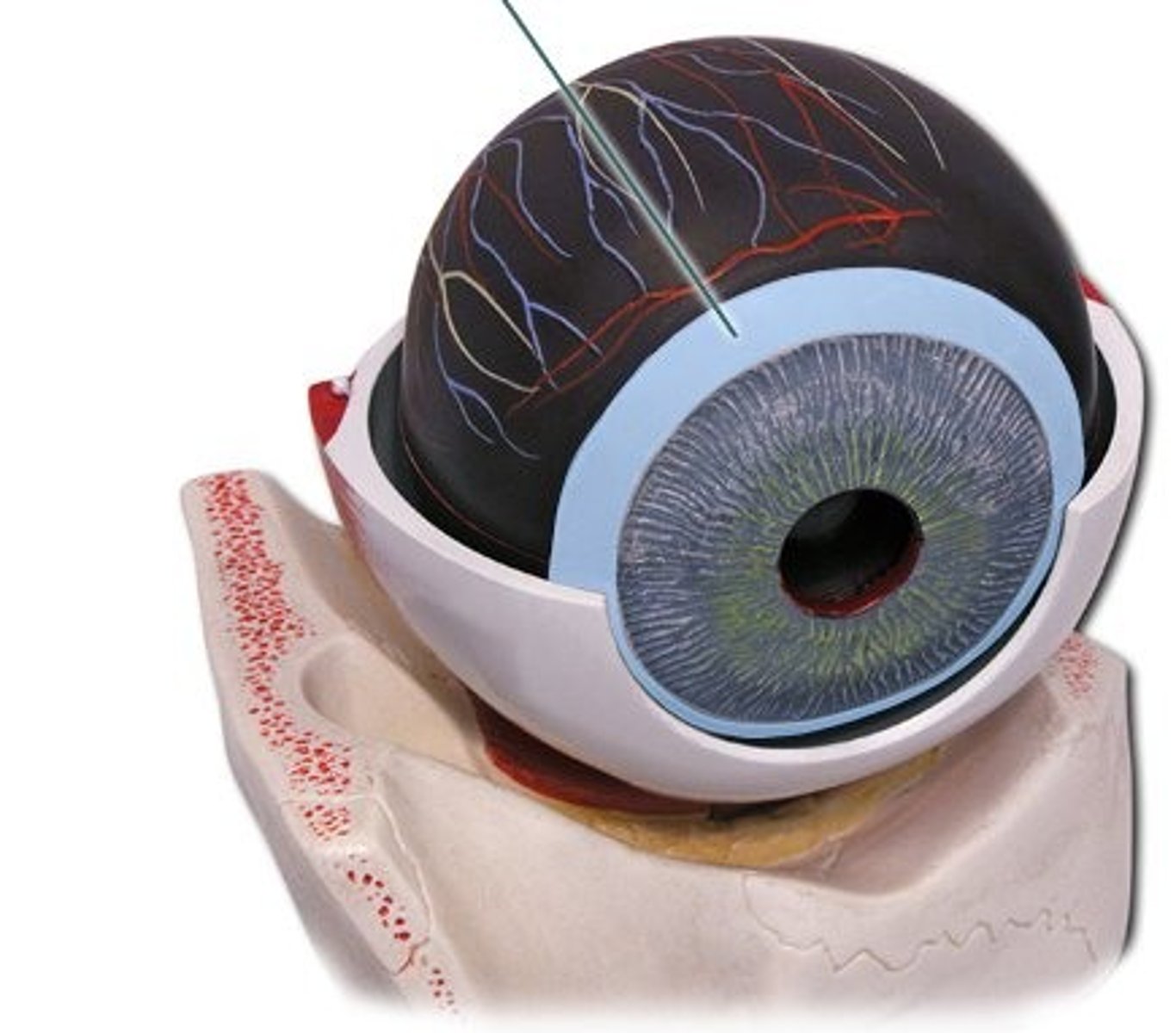 <p>thickened extension of choroid forming a muscular ring around the lens, and shapes the lens via suspensory ligaments. Supports iris and secretes aqueous humor</p>