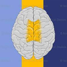 <p> band of axon fibers connecting the hemispheres</p>