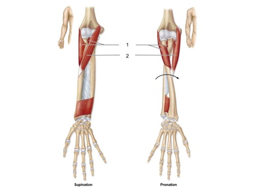 <p>identify the muscles labelled 1 and 2</p>