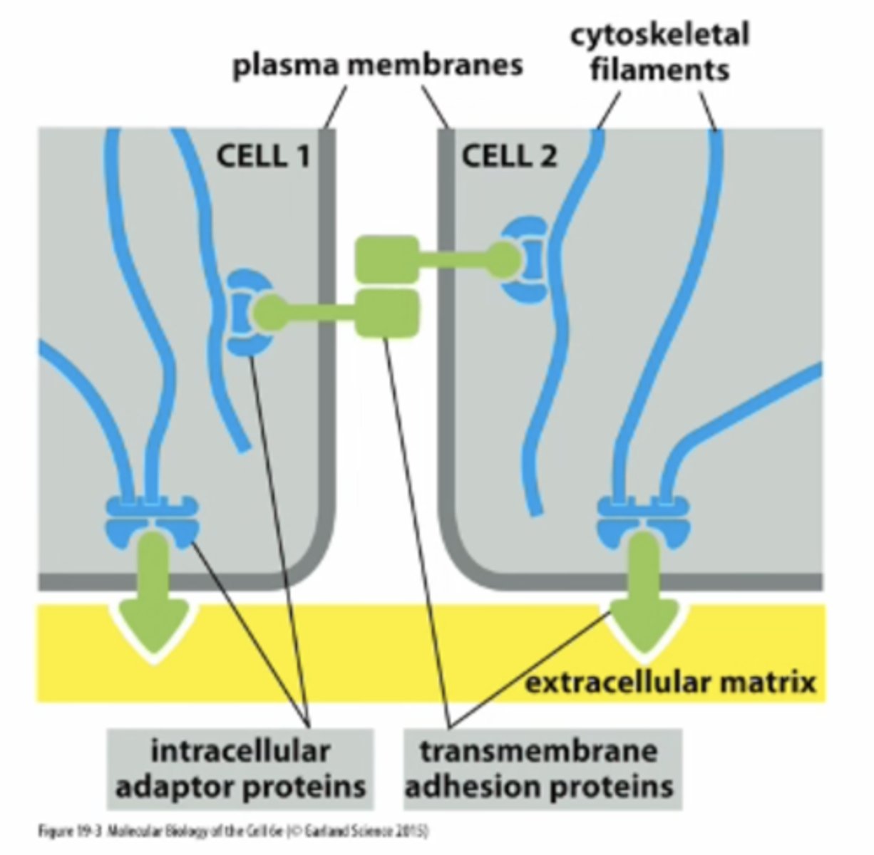 <p>Ephitlia (such as intestinal lining) --&gt; where there is strong, direct anchorage of adjacent cells</p>
