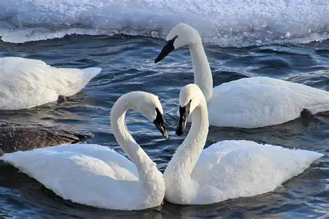 <p>Trumpeter Swan (Anatidae)</p>