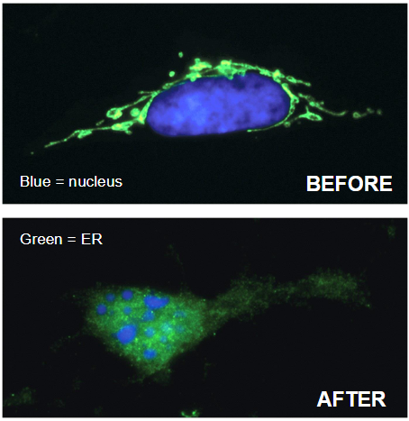 <ul><li><p class=""><strong>Disrupts cell adhesion</strong></p></li><li><p class=""><strong>Destroys lamins</strong> (nuclear filaments)</p></li><li><p class=""><strong>Breaks down cytoskeleton</strong></p></li><li><p class=""><strong>Activates DNase</strong> (genome breakdown)</p></li></ul><p class=""><strong>Before vs After</strong>:</p><ul><li><p class=""><strong>Before</strong>: Intact nucleus and cell structure</p></li><li><p class=""><strong>After</strong>: Fragmentation and breakdown of cytoskeleton and nucleus during apoptosis</p></li></ul><p class=""><strong>Caspases</strong>: Activated to carry out apoptosis</p>