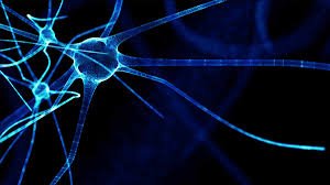 <p>axon</p>
