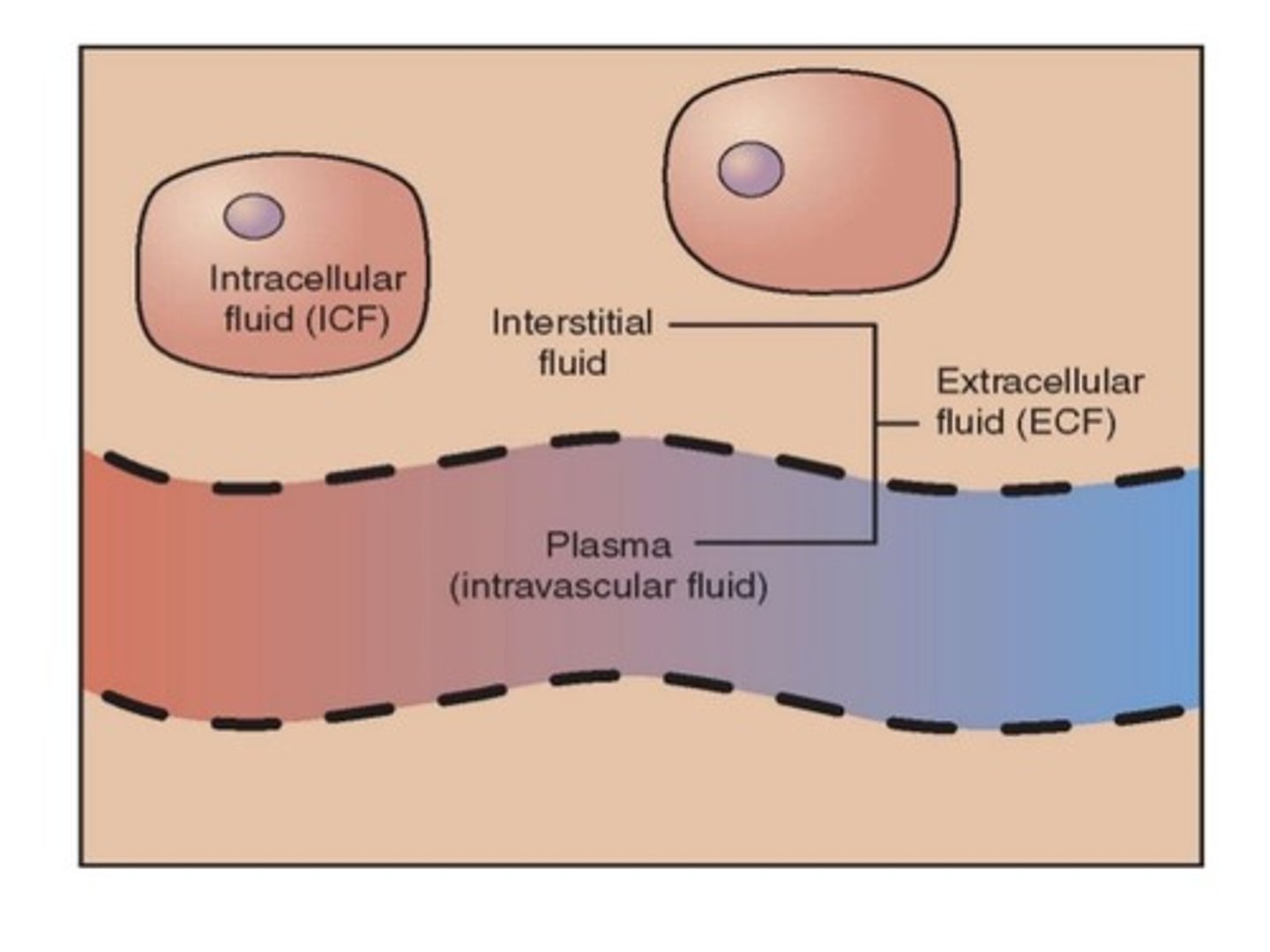 <p>Fluid in the blood (plasma) and between cells (interstitial fluid, ISF). ECF = 20-25% plasma, 75-80% ISF. Homogeneous in composition.</p>