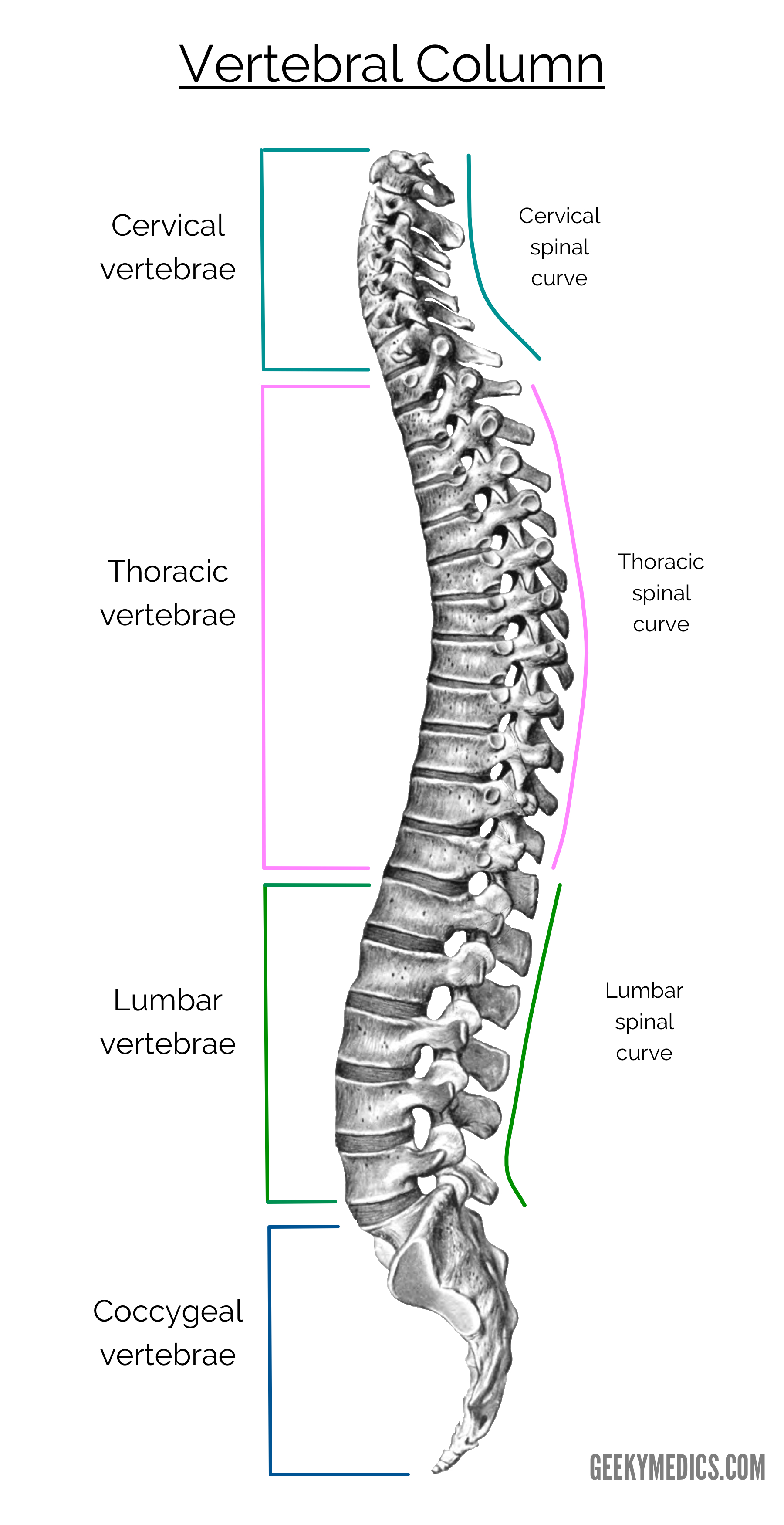 <p>It is a<u> strong and flexible</u> column made up of 33 units called vertebrae stacked one on each other.</p><p></p>