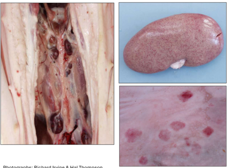 <ol><li><p><strong>Organ/species- </strong>pig kidney</p></li><li><p><strong>Describe using 3 words per picture- </strong>diamond shape lesions, enlarged lymph nodes</p></li><li><p><strong>Potential diagnosis- </strong>septicemia</p><ol><li><p></p></li></ol></li><li><p><strong>Judgement</strong></p></li></ol><p></p>