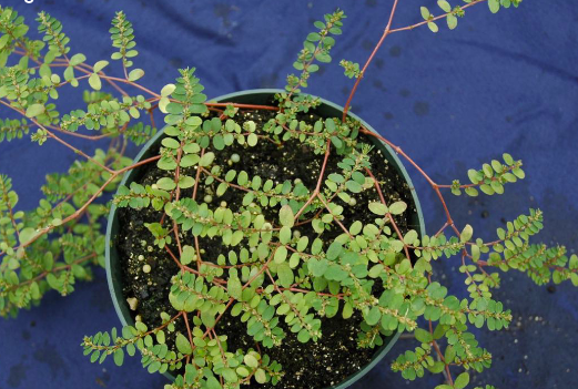 <p>Prostrate spurge (<span>Euphorbiaceae)</span></p>