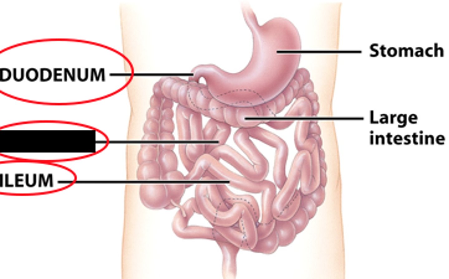 knowt flashcard image
