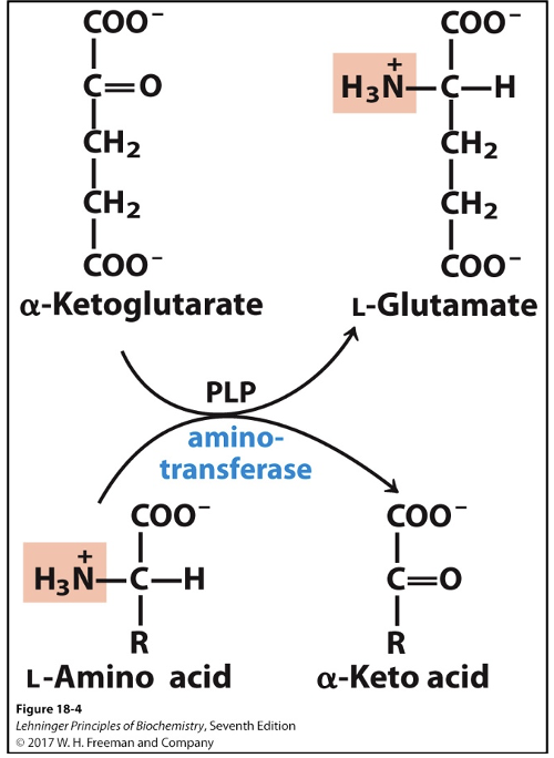 <ul><li><p class="MsoListParagraphCxSpMiddle"><span style="font-size: 7pt; font-family: Times New Roman"> </span><span><strong>Enzyme:</strong> aminotransferase</span></p></li><li><p class="MsoListParagraphCxSpMiddle"><span><strong>Cofactor:</strong> PLP (pyridoxal phosphate)</span></p></li><li><p class="MsoListParagraphCxSpMiddle"><span>Precursor: vitamin B6</span></p></li><li><p class="MsoListParagraphCxSpMiddle"><span>Reversible reaction</span></p></li><li><p class="MsoListParagraphCxSpMiddle"><span>Involves either:</span></p><ul><li><p class="MsoListParagraphCxSpMiddle"><span>Alpha-ketoglutarate (amino acceptor)</span></p></li><li><p class="MsoListParagraphCxSpMiddle"><span>Glutamate (donor)</span></p></li></ul></li><li><p class="MsoListParagraphCxSpMiddle"><span>Things to know about vitamin B6</span></p><ul><li><p class="MsoListParagraphCxSpMiddle"><span>Transamination always needs vitamin B6</span></p></li><li><p class="MsoListParagraphCxSpMiddle"><span>Amino acid metabolism (ex: decarboxylation of amino acid) needs vitamin B6</span></p></li><li><p class="MsoListParagraphCxSpLast"><span>Vitamin B6 participates in various reactions</span></p></li></ul></li></ul><p></p>