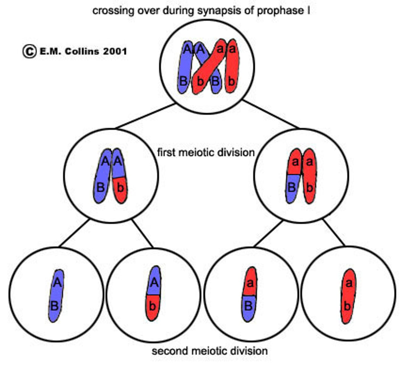 <p>Results in cells that are genetically different as the result of crossing over and independent assortment</p>