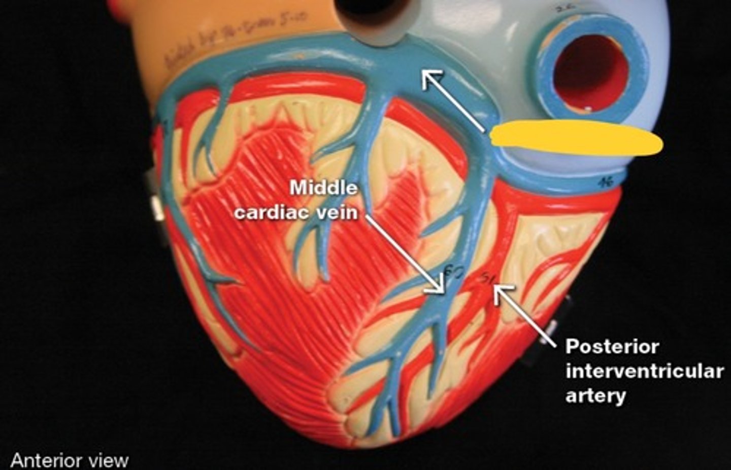 <p>Cardiac veins,</p>