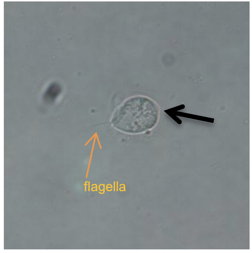 term image
