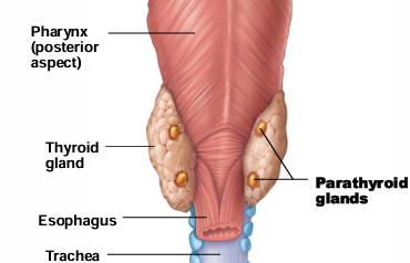 <p>4 glands embedded in posterior thyroid</p>