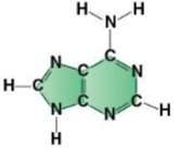 <p>which base ??? ಠಿ_ಠ (plus type)</p>