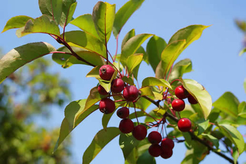ROSACEAE (rose family)
-medium to small tree
-simple, alternate arr. 
-serrated margins
-very small fruit that looks like an apple (tastes terrible) 
-sweet sap is sucked out of the holes in the bark by sap suckers