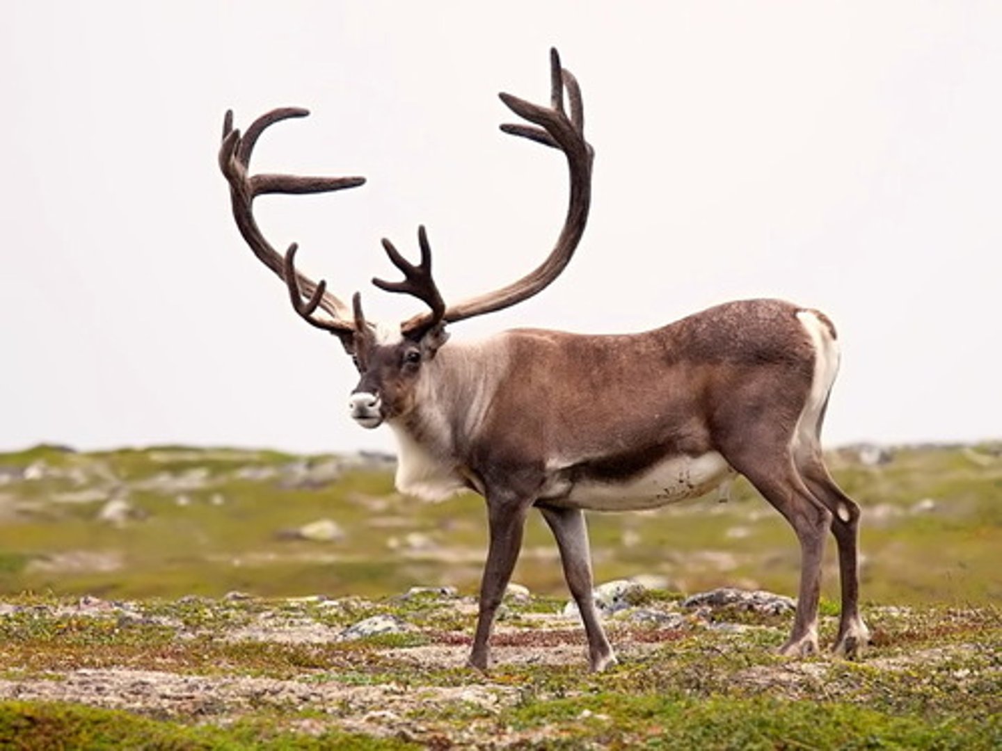 <p>Rangifer tarandus</p>