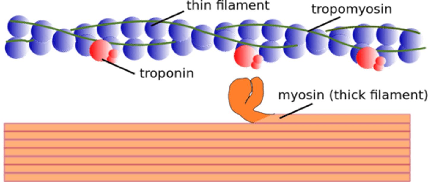 <p>actin and myosin</p>