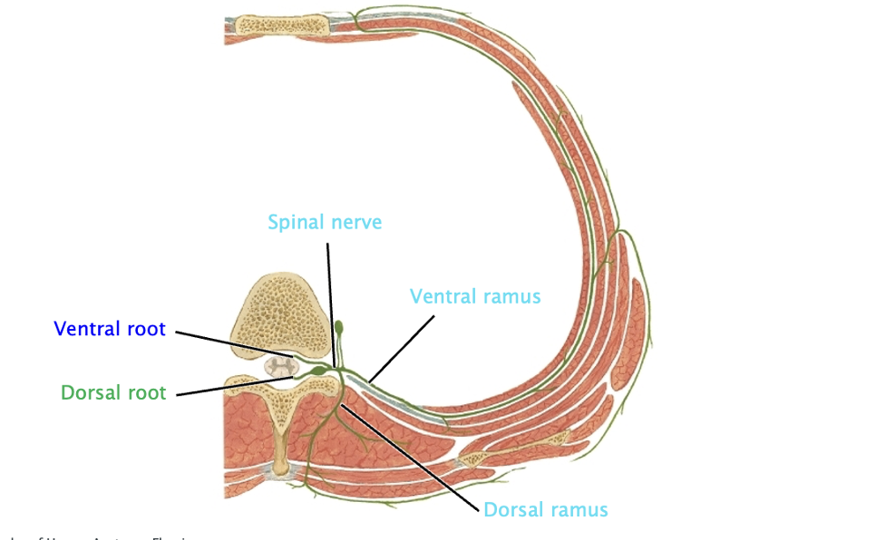 <p><span><span>-Dorsal root: sensory input</span></span></p><p class="MsoNormal"><span><span>-Ventral root: motor input</span></span></p>