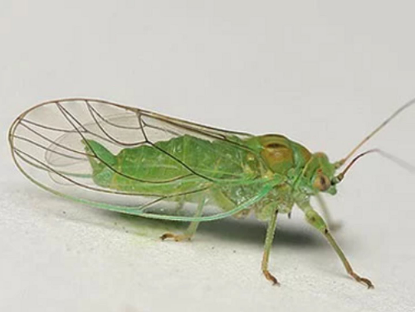 <p>ŘÁD- česky, latinsky</p><p>Podřád-česky latinsky</p><p>Infrařád-česky</p><p>Čeleď-/</p><p>rod-/</p><p>druh-česky</p><p>(dlouhá nitkovitá tykadla, nemají sifunkuly, zelená, voskovité pokryvy na olši)</p>