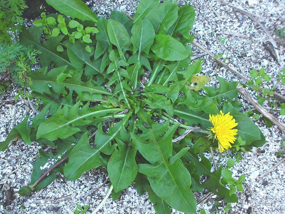 <p>Common Dandelion</p>