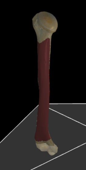 <p>De achterste zijde van de humerus.</p>