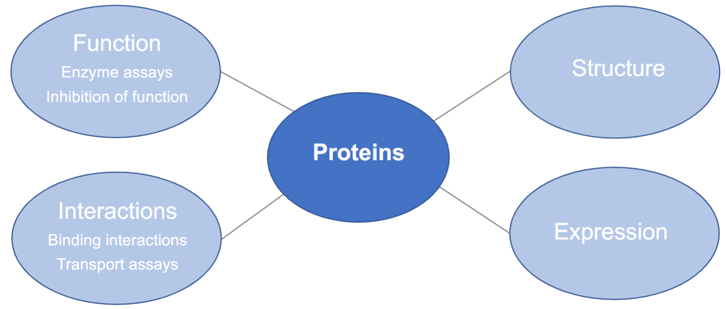 <ul><li><p>function:</p><ul><li><p>enzymes assays</p></li><li><p>inhibition of function</p></li></ul></li><li><p>Interactions:</p><ul><li><p>binding interactions</p></li><li><p>transport assays</p></li></ul></li><li><p>structure</p></li><li><p>expression</p></li></ul>