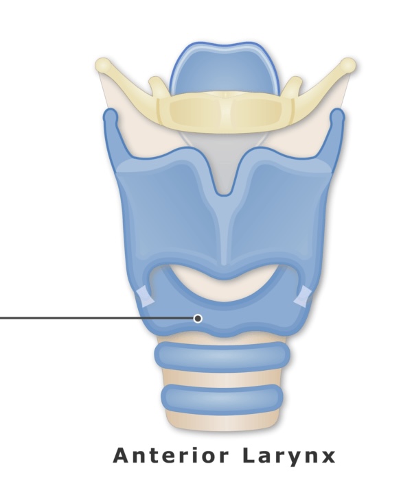 <p>The ring-shaped cartilage located below the thyroid cartilage and above the trachea is known as the <strong><em></strong></em>__.</p>