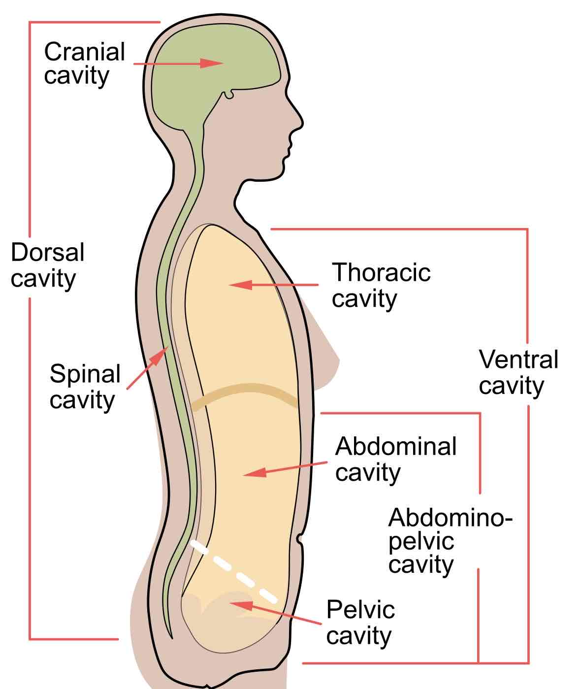 <ul><li><p><strong>Cranial cavity</strong>: within the skull, encases the brain</p></li><li><p><strong>Vertebral cavity</strong>: runs within the vertebral column, encases the spinal cord</p></li></ul>