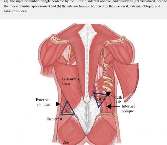 <p>Roof: external oblique • </p><p>Floor: transversalis fascia • </p><p>Superiorly: 12th rib •</p><p> Medially: quadratus lumborum </p><p>• Laterally: internal oblique</p>