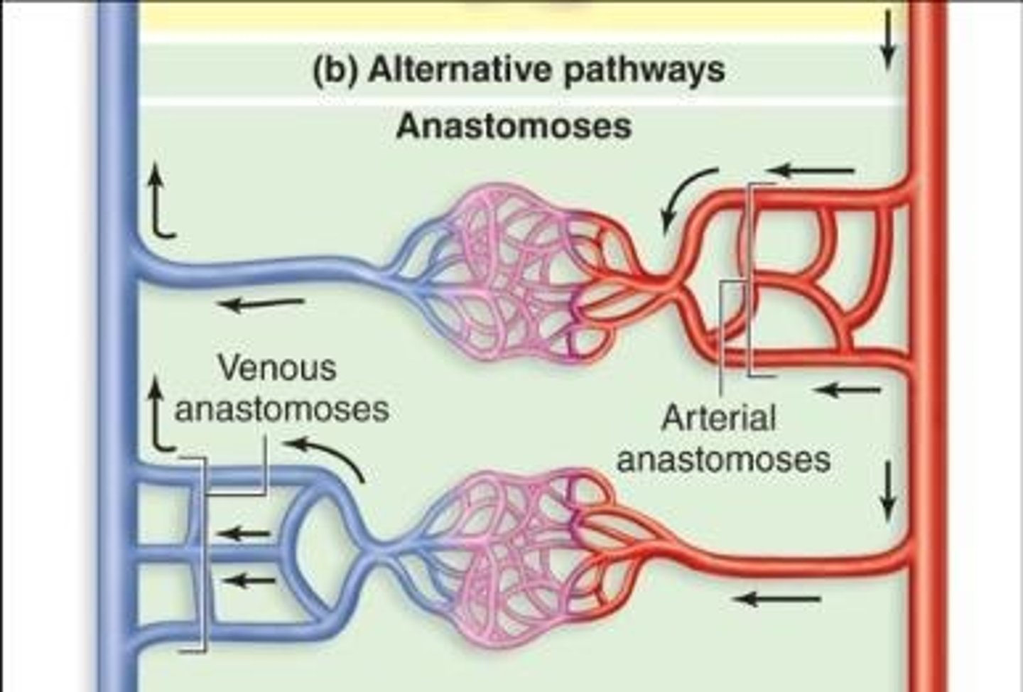 <p>Anastomosis is the joining together of blood vessels.</p>