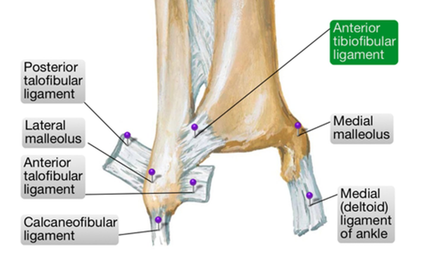 <p>Interosseous ligament</p><p>Anterior tibiofibular ligament</p><p>Posterior tibiofibular ligament</p>