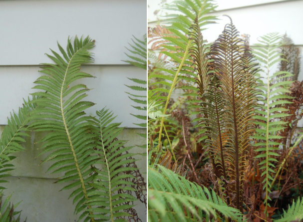 <p>often no spores, separate sterile and fertile fronds, feathery fronds, based from a central rosette, woody base</p>