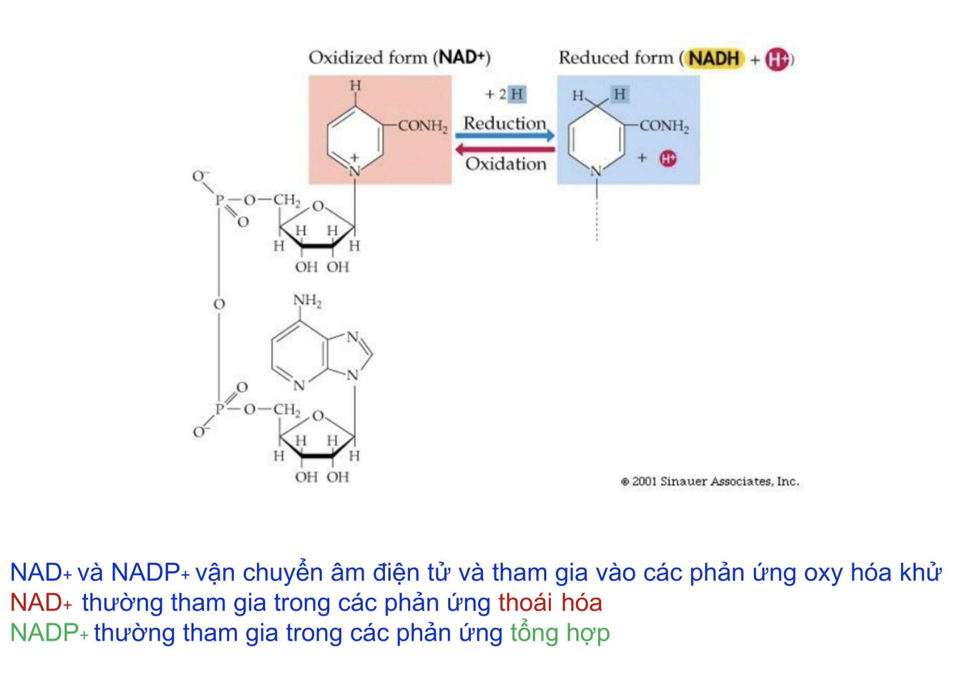 <p><strong>Coenzyme nào sau đây thường tham gia trong các phản ứng thoái hóa (catabolism)?</strong></p><p>A. ATP</p><p>B. NADP⁺</p><p>C. NAD⁺</p><p>D. FADH₂</p>