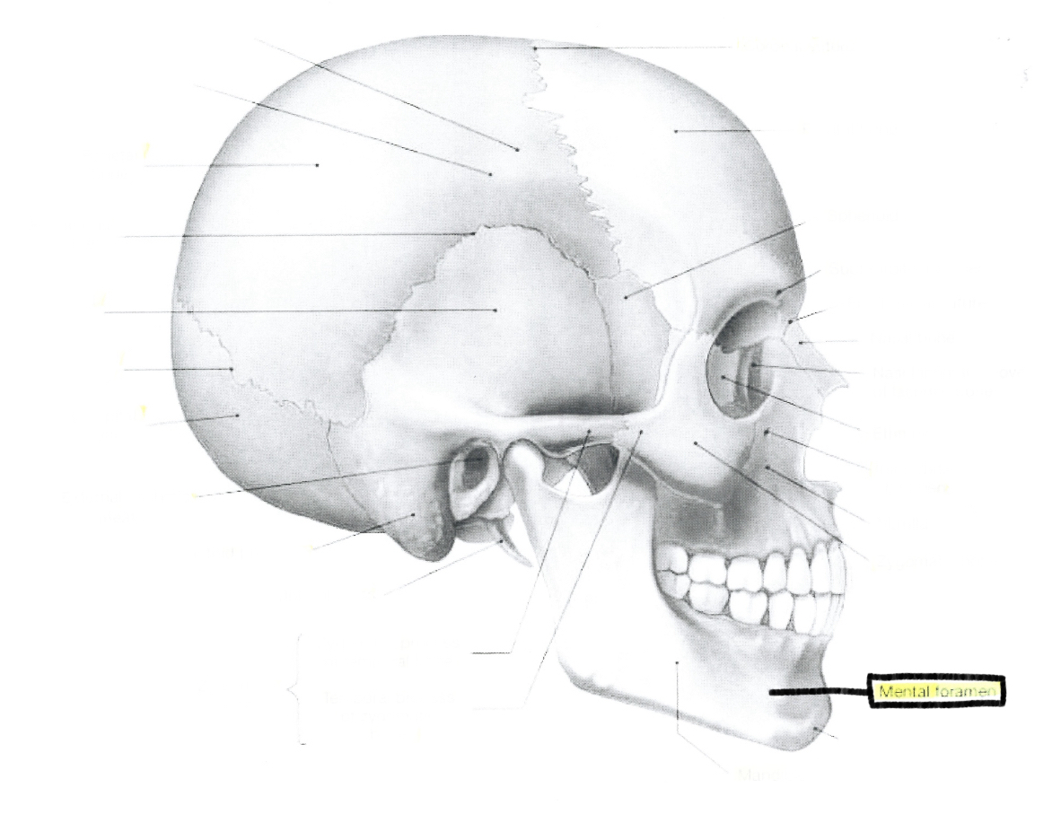 <p>Mental foramen</p>
