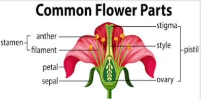 <p>Function:</p><ul><li><p>Reproductive structure of plant</p></li><li><p>Produces seeds</p></li><li><p>Male organs: stamens</p></li><li><p>Female organs: ovary(eggs), style, stigma which are contained in the pistil</p></li><li><p>Pollination: animals/wind transfer pollen from the male part of the flower to the female parts, allowing fertilization to occur.</p></li></ul><p>Tissues: all 4</p>