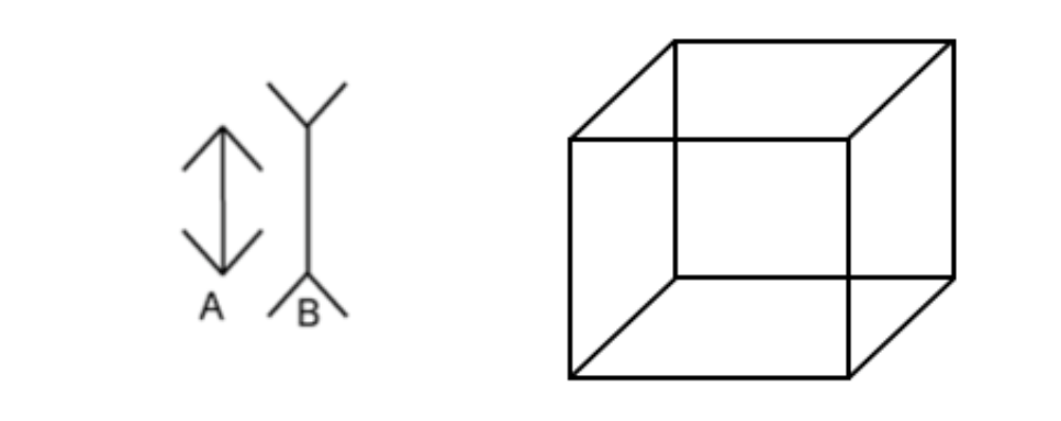<ol><li><p>muller-lyer </p></li><li><p>necker cube</p></li></ol><p></p>